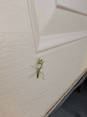 Pseudomantis albofimbriata