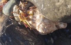 Megastraea undosa