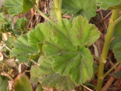 Pelargonium × hybridum