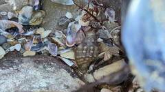 Buccinidae