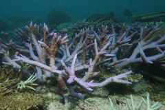 Acropora
