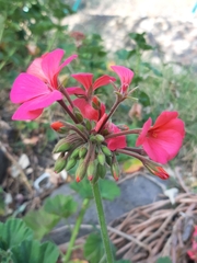 Pelargonium × hybridum