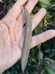 Bignonia capreolata