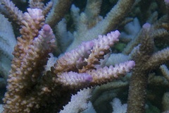 Acropora