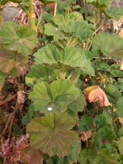 Pelargonium × hybridum