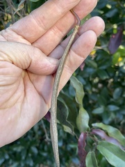 Bignonia capreolata
