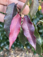 Bignonia capreolata