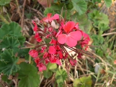 Pelargonium × hybridum