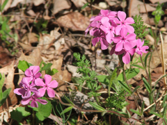 Phlox amoena