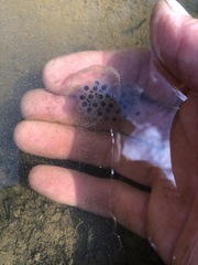 Ambystoma jeffersonianum