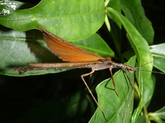 Pseudophasma unicolor