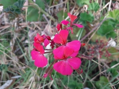 Pelargonium × hybridum