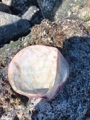 Semele decisa