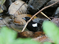 Loriotus luctuosus