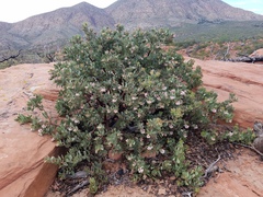 Arctostaphylos pringlei