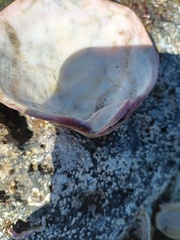 Semele decisa