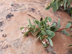 Arctostaphylos pringlei