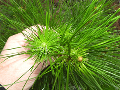 Pinus radiata