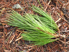 Pinus radiata