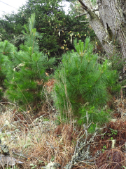 Pinus radiata