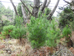 Pinus radiata