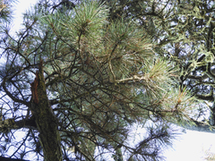 Pinus radiata