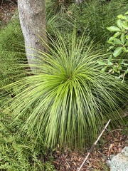 Xanthorrhoea