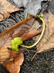 Hydrocotyle ranunculoides