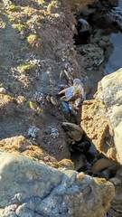 Pachygrapsus crassipes