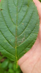 Stigmella rhamnicola