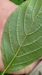 Stigmella rhamnicola