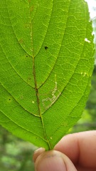 Stigmella rhamnicola