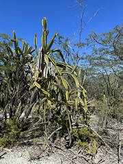 Leptocereus paniculatus