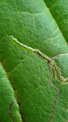 Stigmella rhamnicola