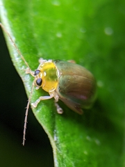 Hemipyxis semiviridis