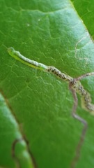 Stigmella rhamnicola