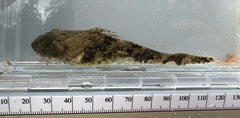 Myoxocephalus polyacanthocephalus
