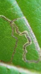 Stigmella rhamnicola