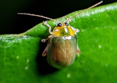 Hemipyxis semiviridis