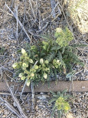 Emmenanthe penduliflora