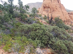 Arctostaphylos pringlei