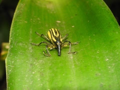 Lixus lacunosus