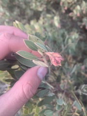 Arctostaphylos glandulosa
