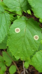 Cameraria corylisella