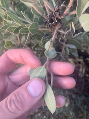 Arctostaphylos glandulosa