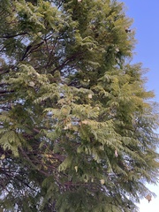 Koelreuteria bipinnata