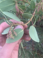 Arctostaphylos patula