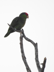 Amazona viridigenalis