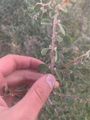 Ceanothus perplexans