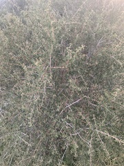Ceanothus perplexans